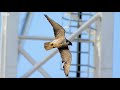 The Falcons of Battersea Power station - BBC London