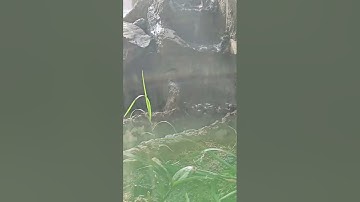 tháp nước mini trong avi của mình quá là chill chill #chill #avi #shorts