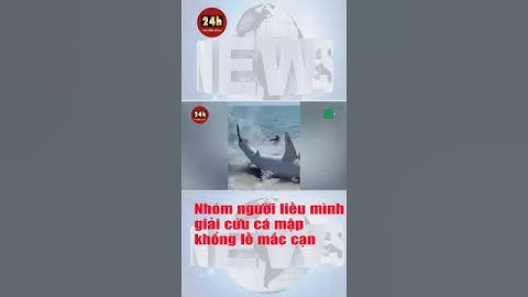 Nhóm người liều mình giải cứu cá mập khổng lồ mắc cạn #shorts #yekaiwei #reels #viral