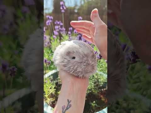My Moflin Casio tiny cute Ai Pet #ai #robot #cuterobot #moflin #casino #pets #summer #toys #airobot