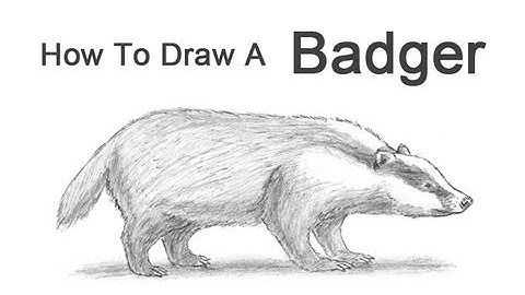 How to Draw a Badger
