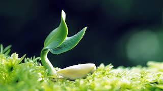 Las plantas tienen conciencia e inteligencia mp3
