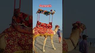 Gujarat#junagadh#somnath#sorastra#youtube#shorts#viral#video