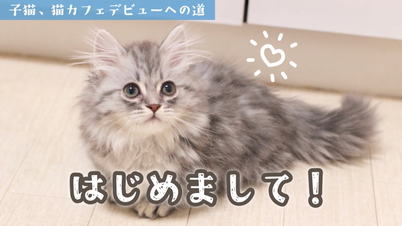 生後12日♡甘えん坊マンチカン子猫ちゃん♡ママ〜ミルクちょうだい