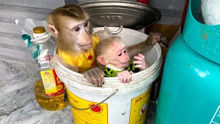 Monkey Kaka and monkey Mit sneaked into the rice bin to eat