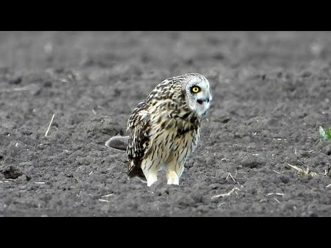 Болотная сова отрыгивает погадку / Short-eared owl regurgitates pellet