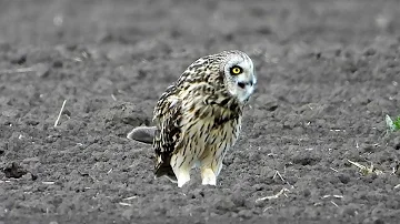 Болотная сова отрыгивает погадку / Short-eared owl regurgitates pellet