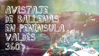 Península Valdés y la danza de la Ballena Franca en 360