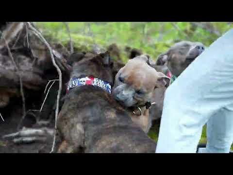 Staffordshire Bull Terrier - a little quarrel