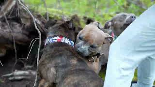 Staffordshire Bull Terrier - a little quarrel by Stafficzki Spiczki FCI  4,323 views 6 months ago 41 seconds