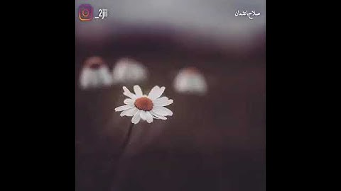 حالات وتس اب تلاوة في غاية الجمال للشيخ صلاح باعثمان