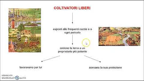 Che cos'era la curtis e come era organizzata?