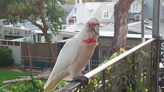 Long billed corellas feeding their young