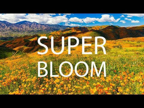 Vídeo: Antelope Valley California Poppy Reserve Guide: planejando sua viagem