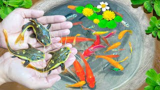 Catch Unique Ornamental Catfish, Banana Fish, Ornamental Fish, Eels, Turtles, Shrimp, Fruit Fish