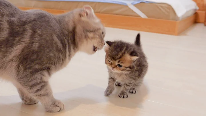 Watch the video about The kitten that got scolded by its mother while walking while meowing was so cute!