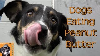 Shelter Dogs Eating Peanut Butter: Dogs Versus Peanut Butter at Northeast Animal Shelter
