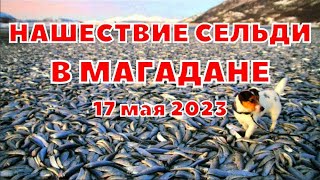 Нашествие сельди в Магаданской области на Ольском лимане Охотского моря 17 мая 2023