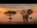 Diorama car  elephant Africa Safari camel Диорама Африка