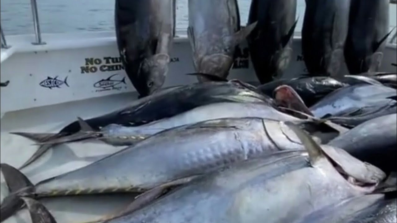 500 Pounds BIG TUNA FISH fishing Tuna Fish Cutting and Cooking in