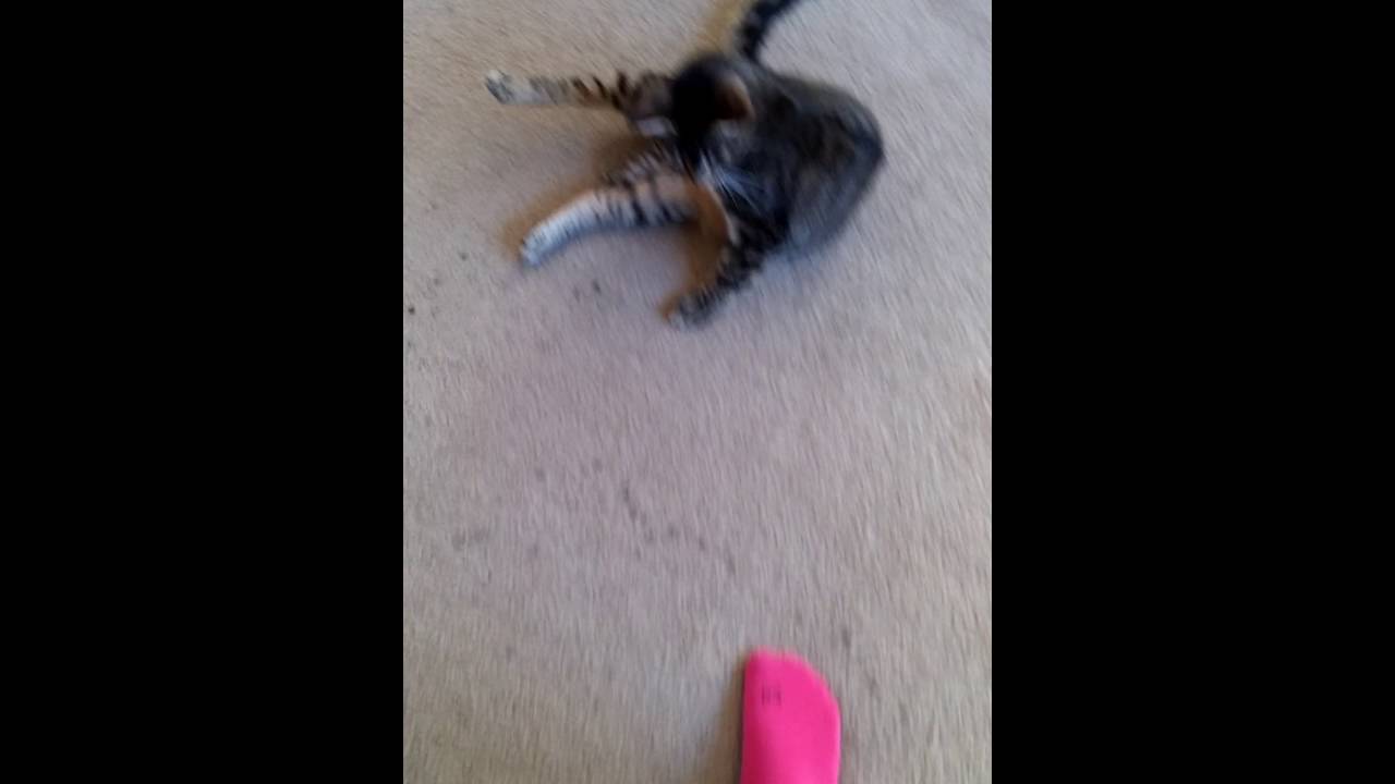 Cat - I will unlist this video in a few minutes