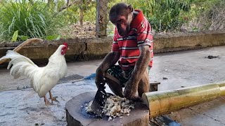 ABU enlisted to help mom feed chickens by FUNNY ANIMALS ABU 9,550 views 2 days ago 14 minutes, 6 seconds