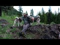 Two Norwegian Elkhound Females, Vida and Silver Nova