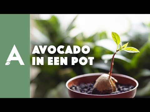 Video: Duranta Bloeiende plantenverzorging - Tips voor het kweken van Duranta-planten