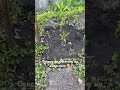 От посаженной в землю косточки к росточку персикового дерева!)