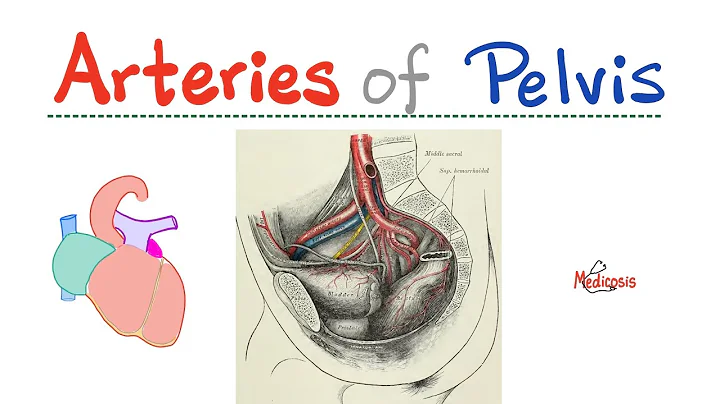 Internal Iliac Artery - Uterine Artery - Arteries of Pelvis - Anatomy of Pelvis and Perineum