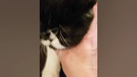 Watch the video about Real black and white exotic Shorthair male