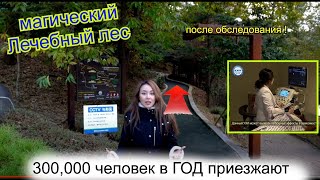 картинка: Лечебный Лес для пациентов в Корее, в Год 300,000 человек ! Прошла обследование.[ кореянка Кенха]