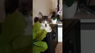 Mata Bundar cat kucing kempuschko viral trending shorts sibyanhasani