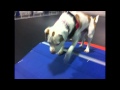 Urgent: Adoptable ACCT Philly dog, Zane, at the Zoom Room! Urgent: Adoptable ACCT Philly dog, Zane, at the Zoom Room!