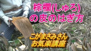 棕櫚(しゅろ)の木の皮の剥ぎ方