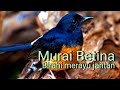 Murai betina merayu jantan