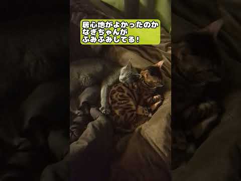 【猫】2024年10月4日 #cat #kawaii #ベンガル #ロシアンブルー #猫のいる暮らし