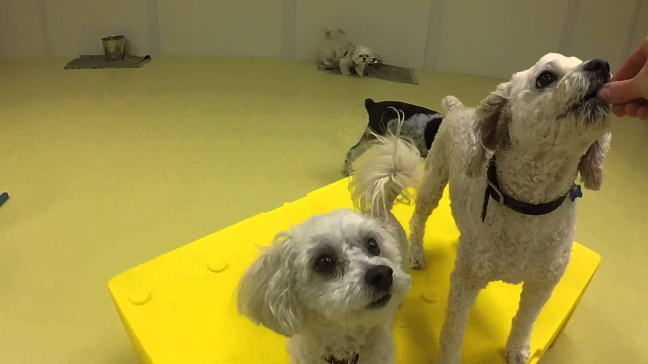 Doggie Daycare Informative Video Cincinnati OH & Northern KY YouTube
