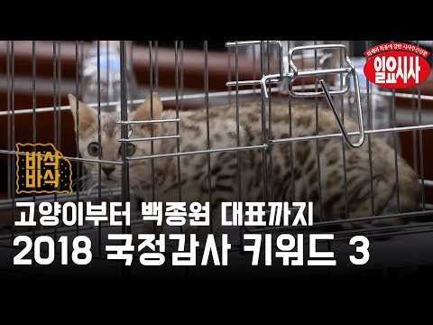 키워드로 알아본 2018 국정감사 전반전 (feat. 벵갈고양이, 선동열, 백종원)