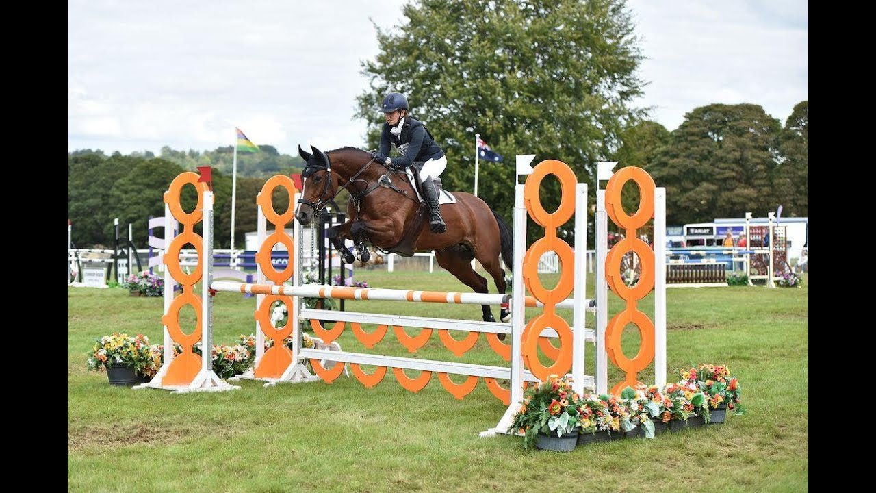 For sale Novice event mare Quintessential III YouTube