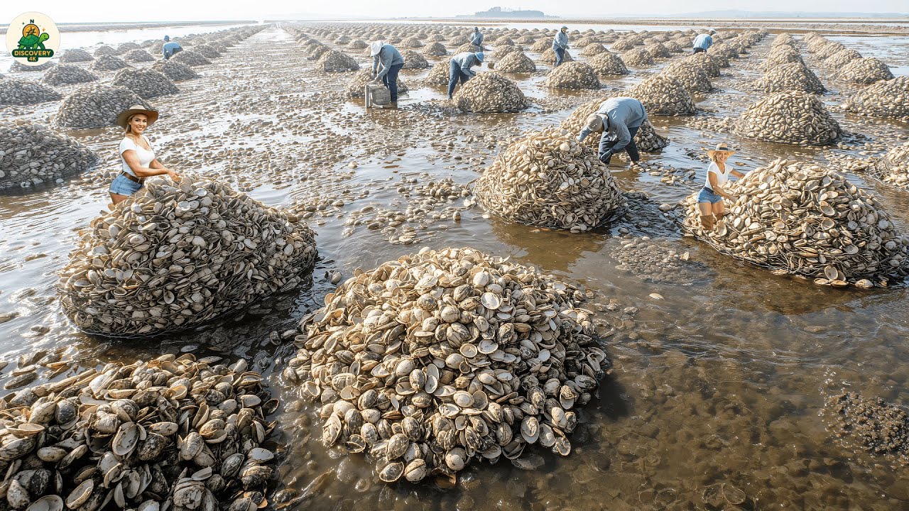 Посещение американских ферм по выращиванию моллюсков, чтобы узнать правду о людях и их труде по с...