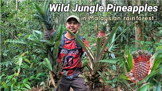 Nenas Hutan | Wild Jungle Pineapples.