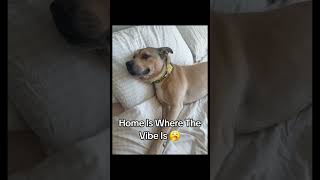 Dont Disturb ✋️ #mondaymood #fyp #dogshorts #doglife #new #dnb #dnbmusic #sleepy #vibes #viral #good
