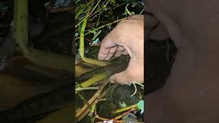 Best Hand Fishing Video Part 9