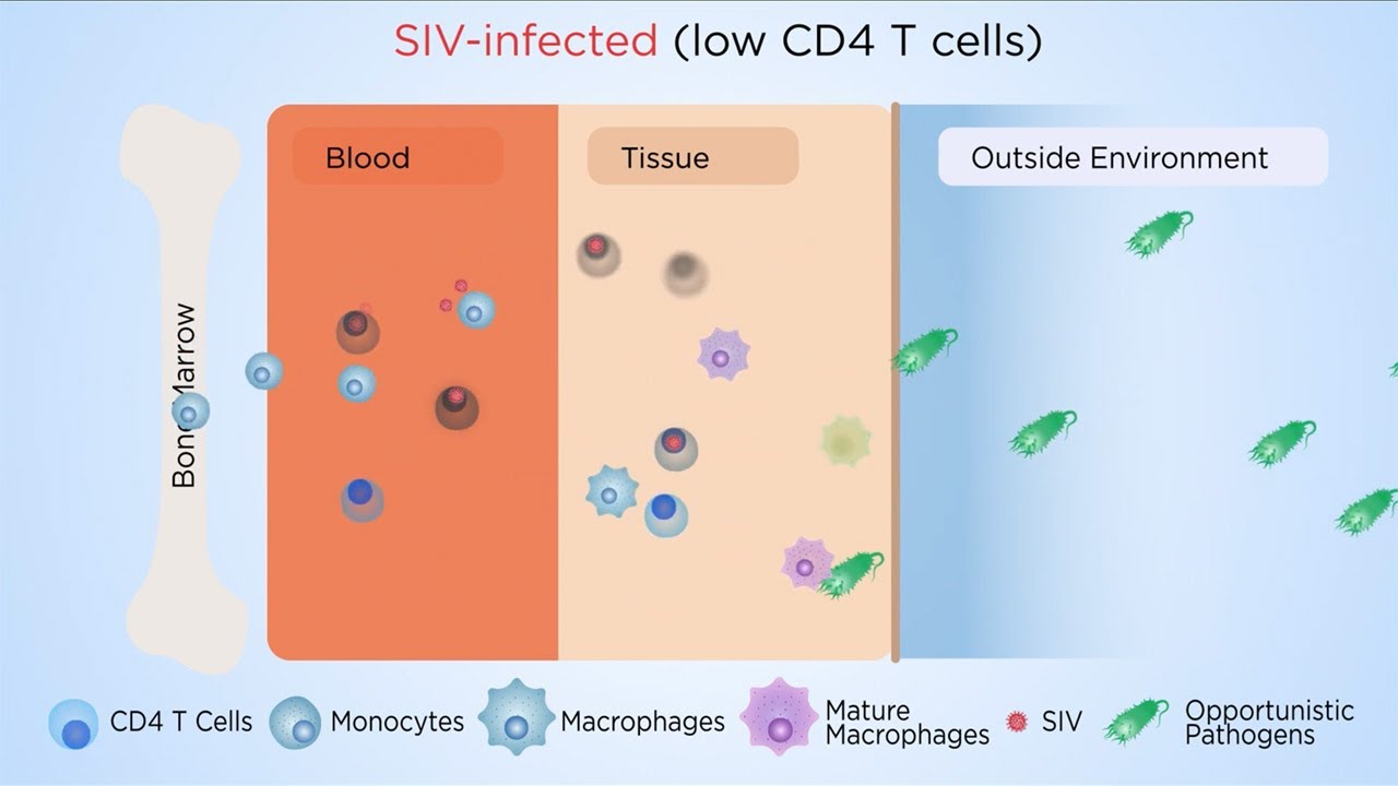 Macrophages, not CD4 T cell depletion, cause AIDS: a new paradigm?
