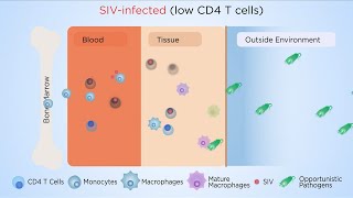Macrophages, not CD4 T cell depletion, cause AIDS: a new paradigm?