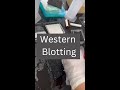 How to perform western blotting?