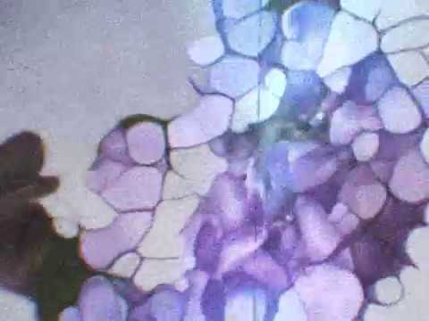 The Action -  Follow Me