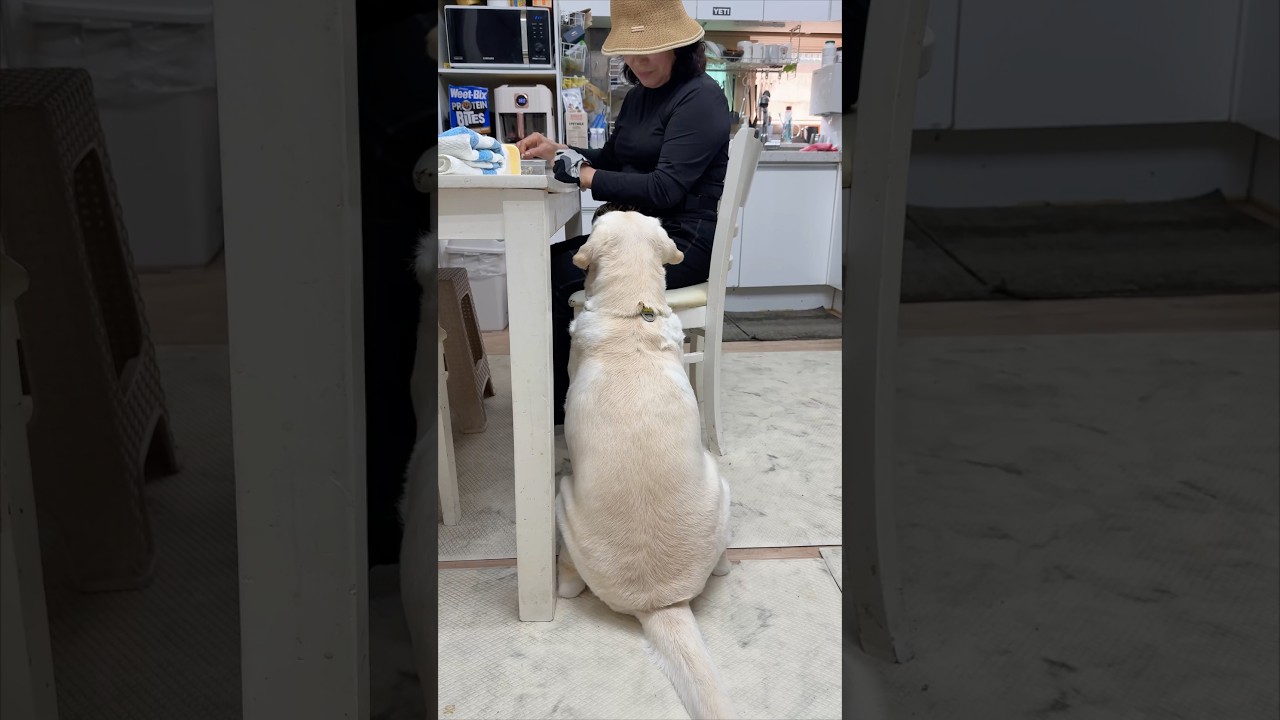리트리버를 할머니랑 같이 두면 안 되는 이유