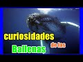 Curiosidades de las Ballenas